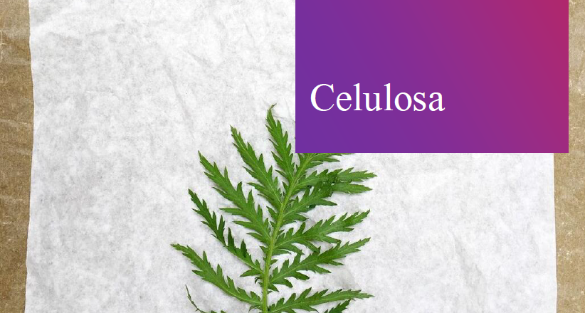 Celulosa